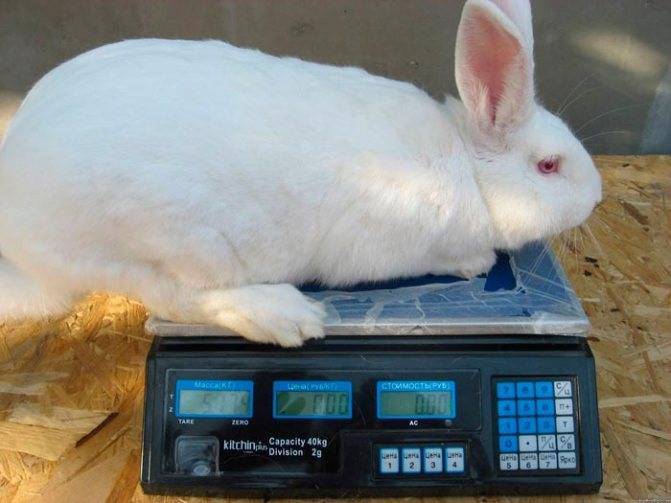Вес кроликов по месяцам — таблица