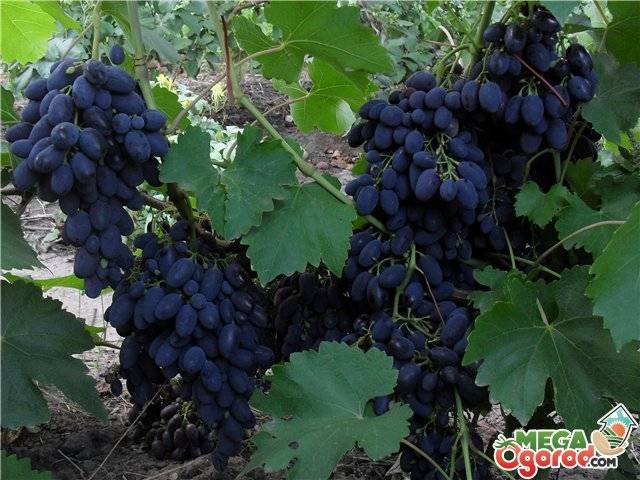 Описание и характеристики винограда сорта Сфинкс, выращивание и уход