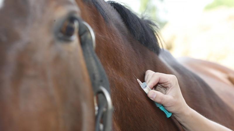 Ринопневмония лошадей: возбудитель болезни, симптомы, лечение и профилактика