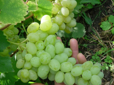 Кристалл: всё о выращивании популярного сорта винограда