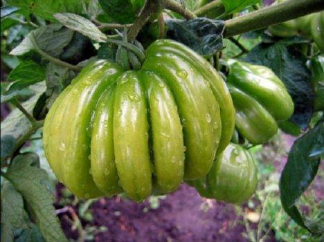 Описание сорта томата красотка f1, его характеристика и урожайность
