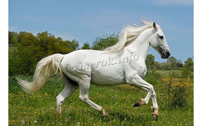 Описание андалузской породы лошадей