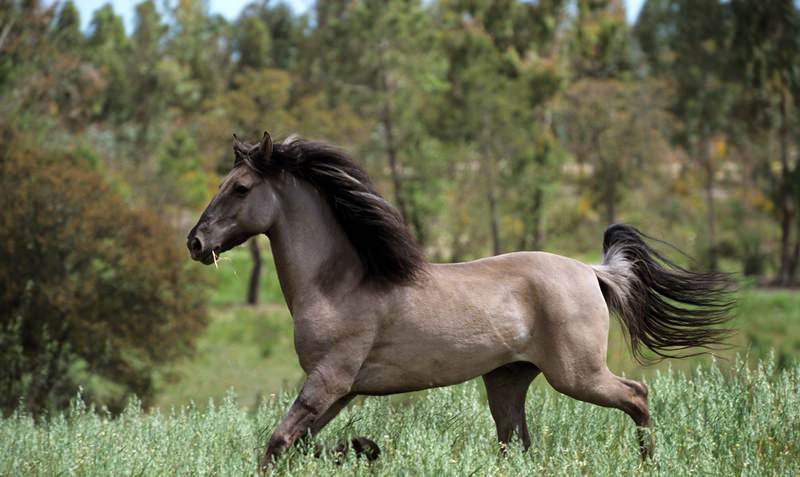Сколько может стоить породистая и обычная лошадь и самые дорогие породы