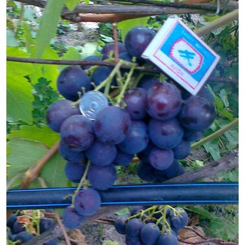 Выбор сортов винограда для выращивания в краснодарском крае