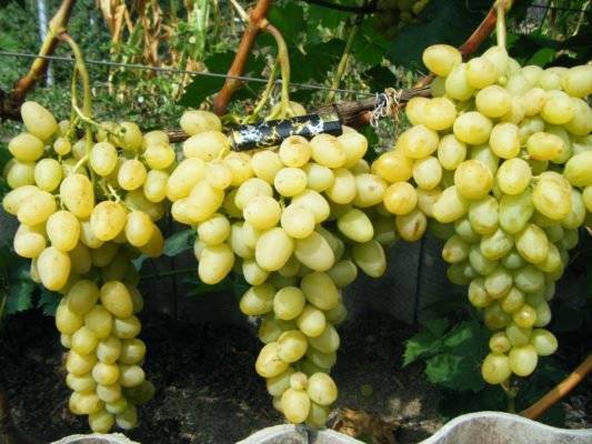 Сорт винограда с выдающимися качествами — «гала»