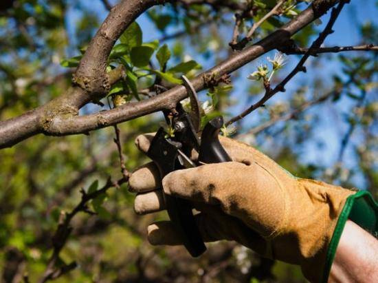 Уход за молодыми вишнями – как повысить урожай в 1,5-2 раза