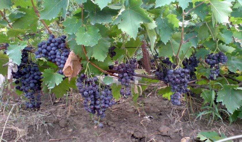 Описание и характеристики сорта винограда гала, история и тонкости выращивания