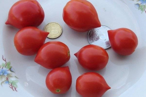 Как выращивать томат «поцелуй герани» с компактными кустами, насыщенным вкусом и стабильной урожайностью
