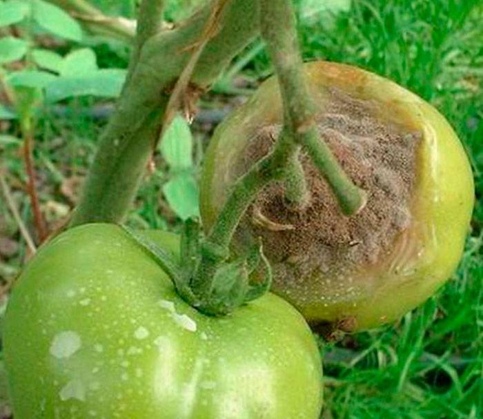 Почему возникает стеблевая гниль на томатах и как вылечить простыми методами
