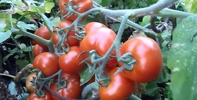 Какие особенности выращивания сорта помидор «т 34 f1»?