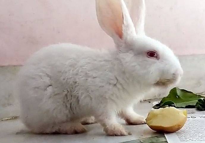 Рацион питания для кроликов из кукурузных зерен, листьев, побегов и початков