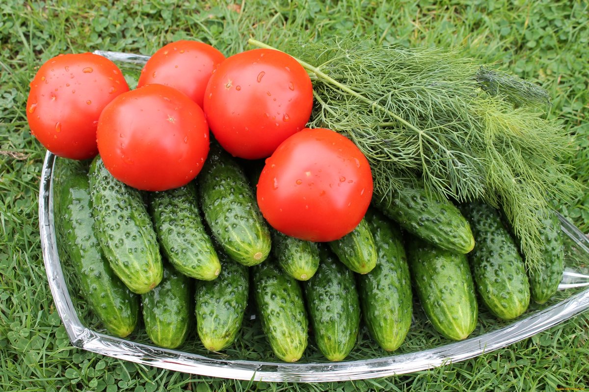 Пищевая сода: применение на огороде и в саду