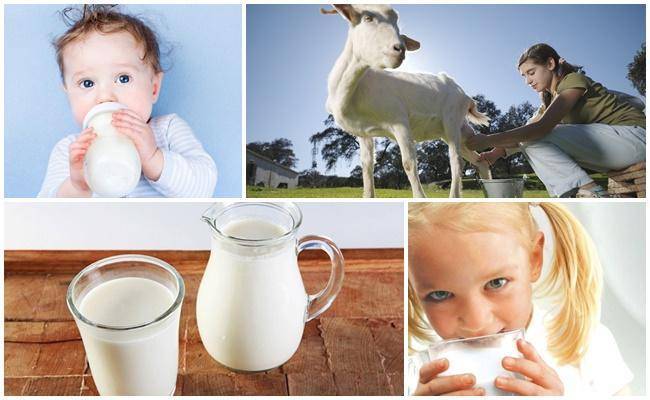 Почему козье молоко иногда горчит и как решить проблему, профилактика