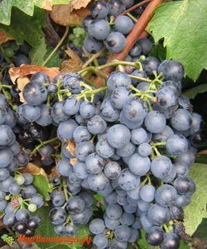 Описание сорта винограда жемчуг сабо преимущества и недостатки