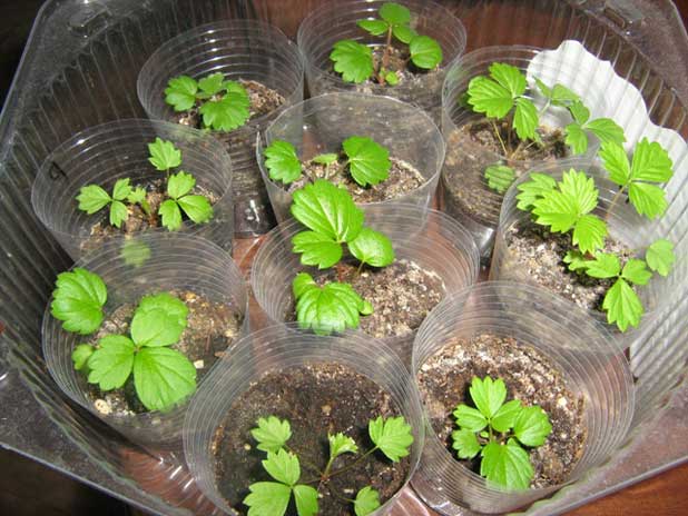 Выращивание клубники из семян