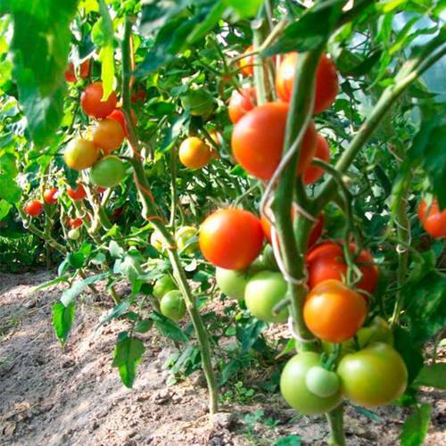 Характеристика и описание сорта томата андромеда, его урожайность