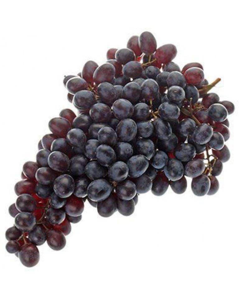 Русский ранний — неприхотливый сладкий столовый сорт винограда