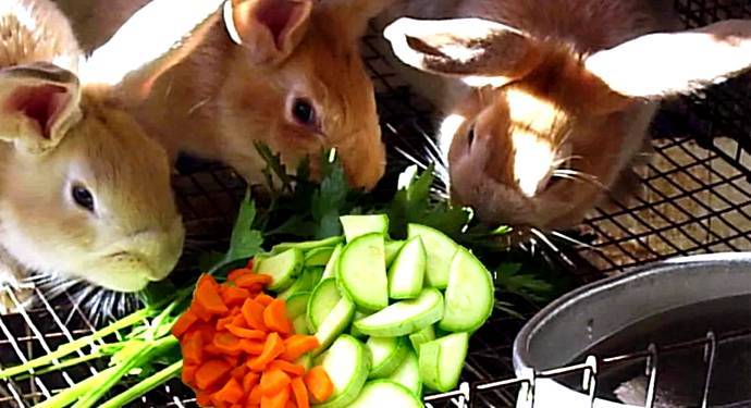 Каким зерном кормить кроликов?