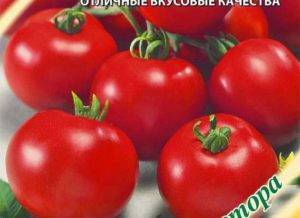 Сорт с бесподобной стойкостью — томат вовчик: описание помидоров и их характеристики