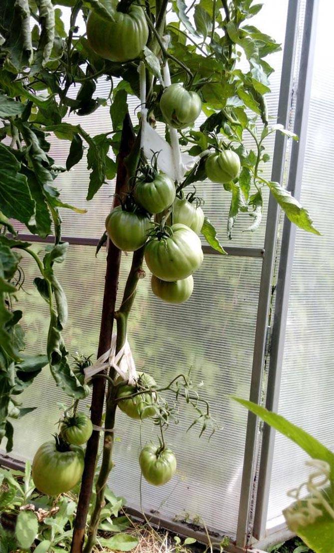 Особенности выращивания томата медовый спас