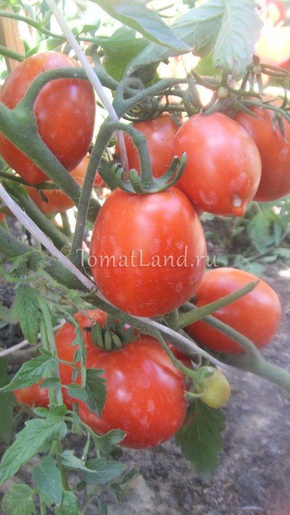 Описание сорта томата Даренка, особенности выращивания и ухода