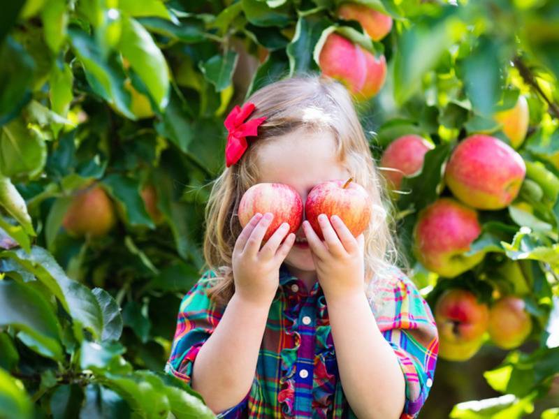 В сад по яблоки: самые ранние и вкусные сорта яблонь для разных регионов россии