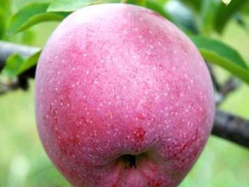 Яблоня флорина описание — самая устойчивая к заболеваниям яблоня.