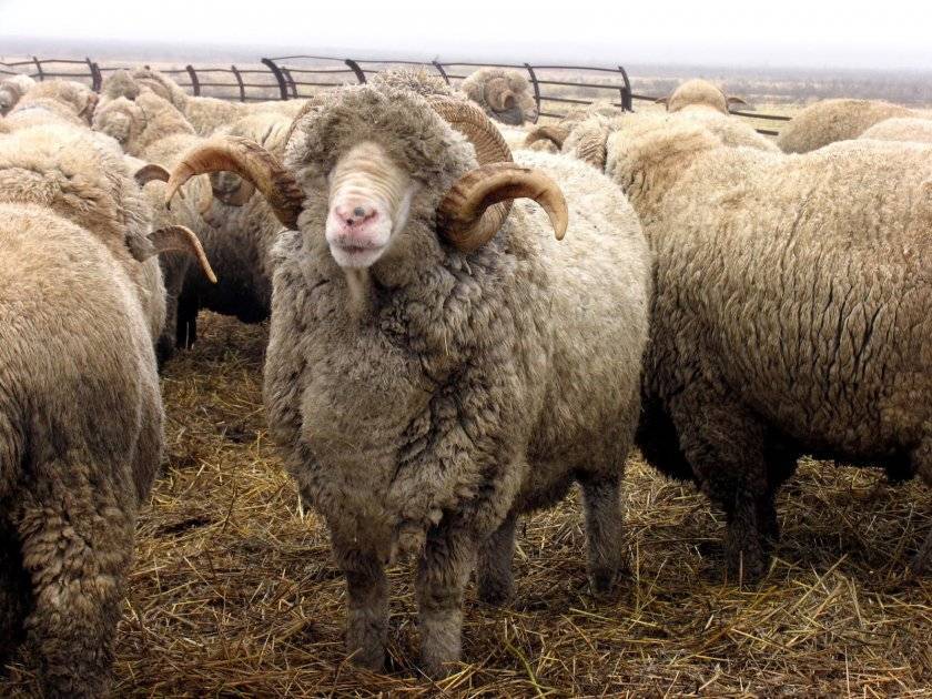 Страны-лидеры по овцеводству и где развита эта отрасль, где больше поголовье
