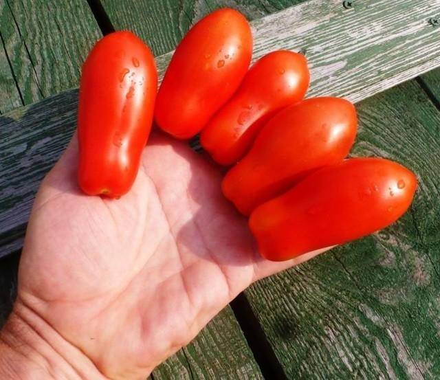 Томат дамские пальчики: отзывы и фото, главные особенности сорта, показатели урожайности и правила выращивания