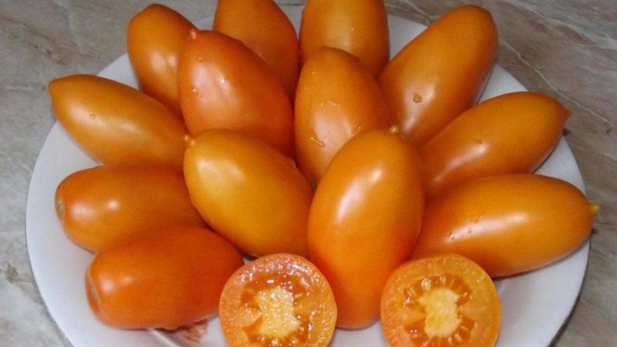Характеристика и описание сорта томата чухлома, его урожайность
