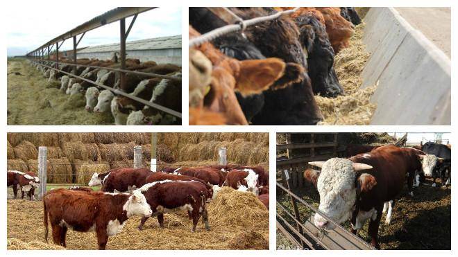Особенности и нормы кормления коров