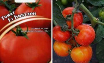 Томат анастасия: характеристика и описание сорта, урожайность с фото