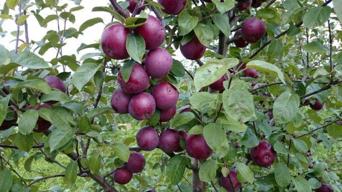 Яблоко ред джонапринц (черный принц): описание сорта