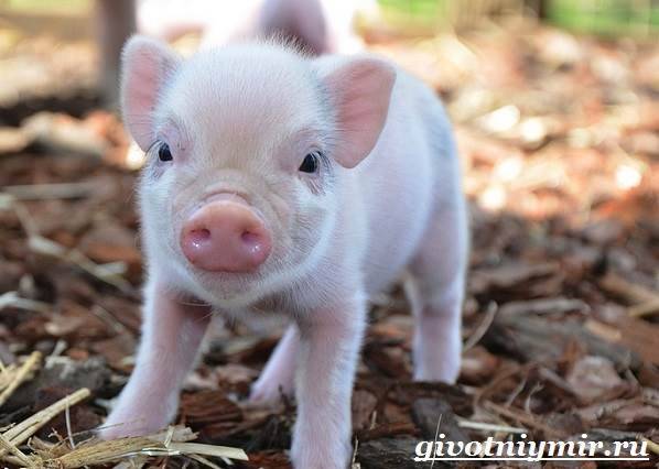 Мини-пиги: описание пород свиней, организация содержания и разведения
