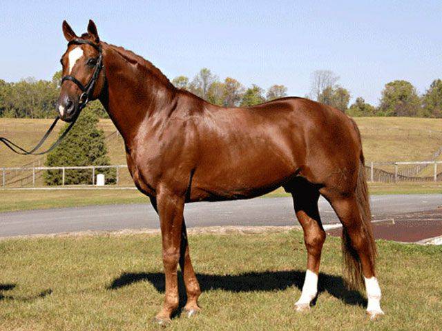 Ганноверские лошади: характеристика породы и правила содержания