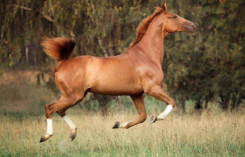 Описание тракененской породы лошадей