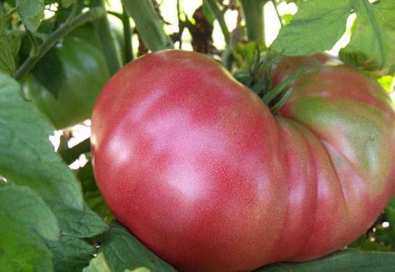Сладкий гигант — томат «розовый мед»: описание сорта и его характеристики, фото и особенности выращивания