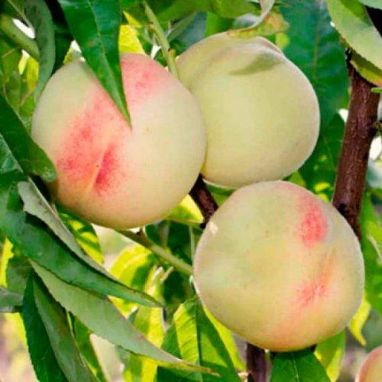 Описания 20 лучших сортов крымских персиков и правила выращивания