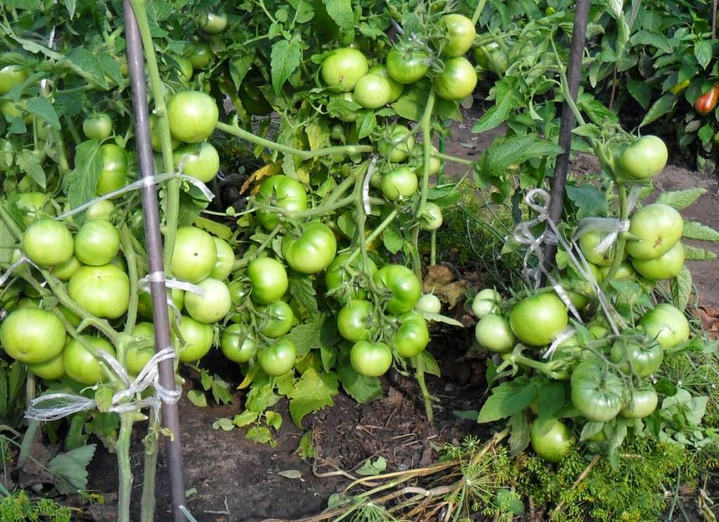 Выращивание томата толстый джек