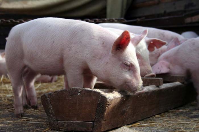 Состав и инструкция по применению бмвд для кормления свиней, как сделать своими руками