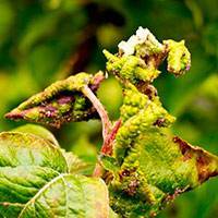У черешни скручиваются листья — основные причины и советы как вылечить болезни черешни (100 фото)