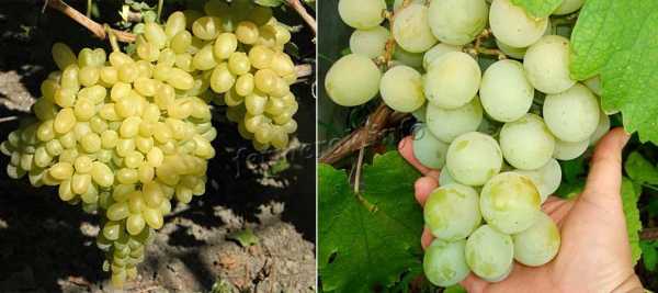 Выращивание белого столового сорта винограда тимур