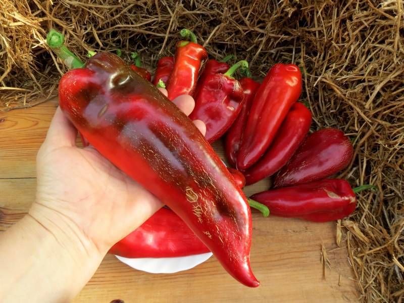 Болгарский перец — лучшие семена для открытого грунта