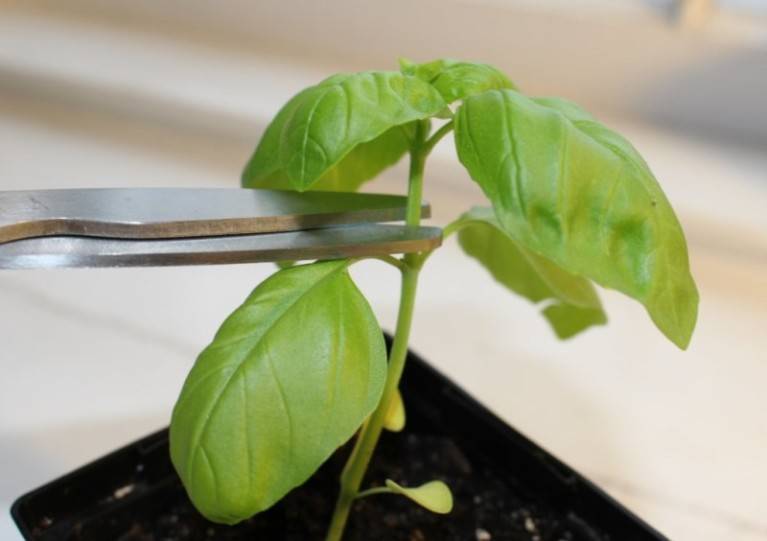 Ароматный и освежающий базилик — выращиваем на подоконнике