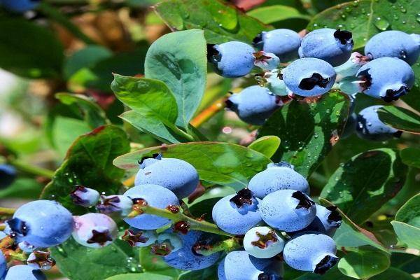 10 сортов садовой голубики, которые вам обязательно понравятся
