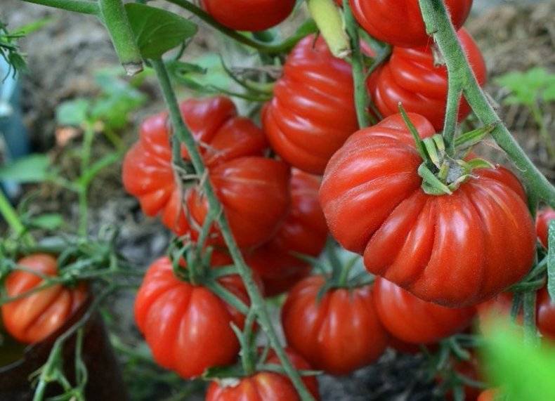 Махитос  самый новый высокоурожайный сорт томата