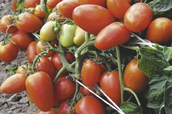 Описание сорта томата фэнси, особенности выращивания и ухода