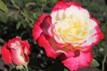 Чайные и чайно-гибридные розы – в чем разница?