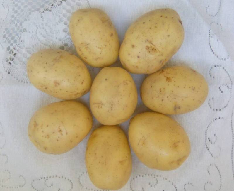 Сорт картофеля «гала»: характеристики, качества и выращивание