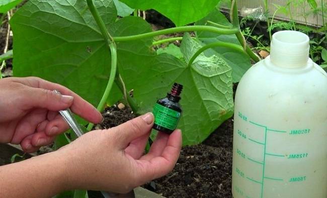 Пищевая сода: применение на огороде и в саду